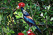 Tui photo