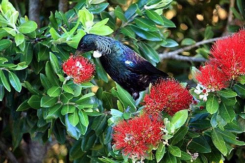 Tui Eating Nectar photo