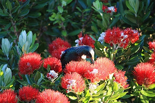 Tui & Pohutukawa photo