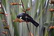 Tui and Flax photo