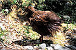 Weka photo