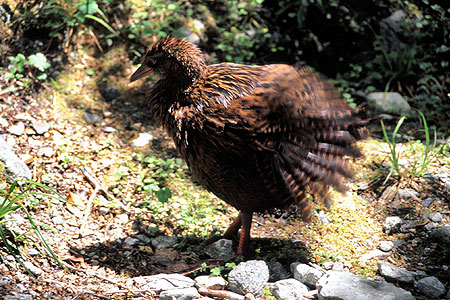 Weka photo