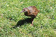 Weka photo