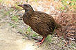 Weka photo