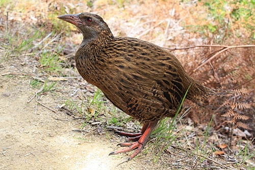 New Zealand Weka photos