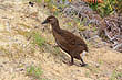 Weka Chick photo