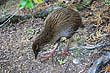 Weka Chick photo