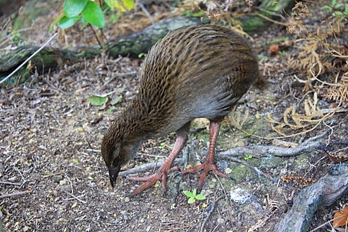 Weka Chick photo