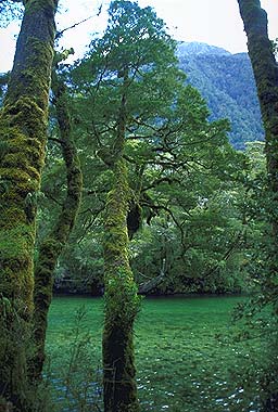 Beech Tree photo