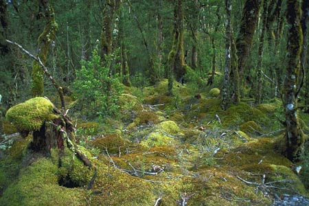 Beech Forest Floor photo