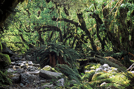 Beech Forest photo