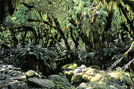 Beech Forest photo