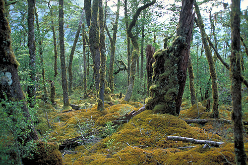 Beech Forest Fiordland photo