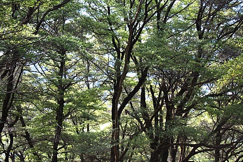 Beech Forest photo