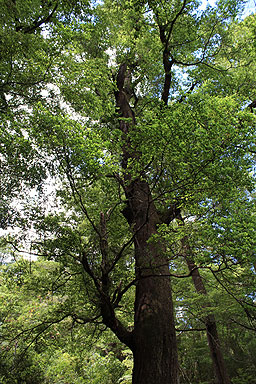 Black Beech photo