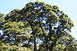 Beech Tree photo