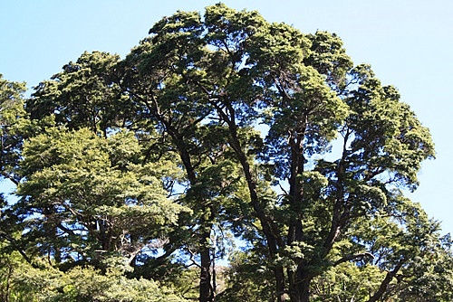 View of Black Beech photo