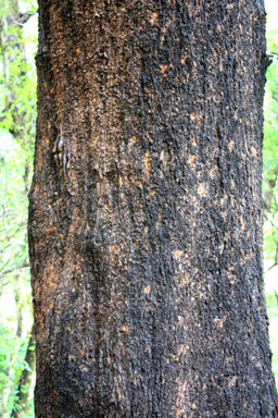 Black Beech Tree Trunk photo
