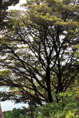 Black Beech Tree photo