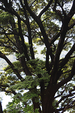 New Zealand Beech Tree photo