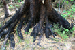 Beech Roots System photo