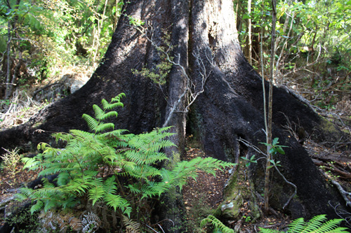 Beech Buttress Roots photo