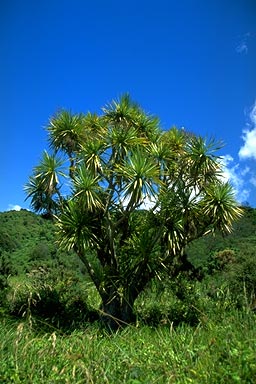 Cabbage Tree photo