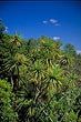 Mature Cabbage Tree photo