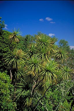 Cabbage Tree photo