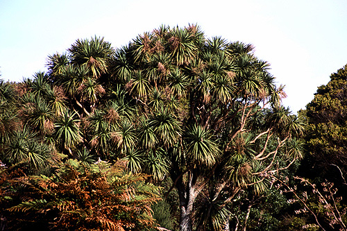 Cabbage Tree photo