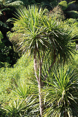 Cabbage Tree photo