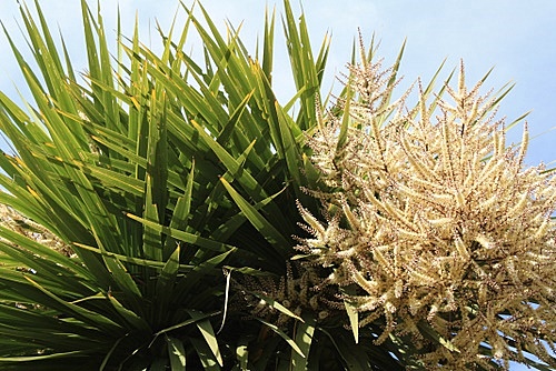 Flowering Cabbage Tree photo