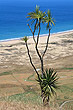 Cabbage Tree photo