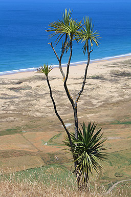  Cabbage Tree photo