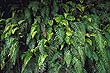 Fern leaves photo