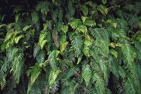 Fern Leaves photo