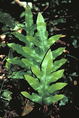 Hound's Toungue fern photo