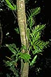 Epiphytes photo