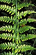 Fern Branch photo