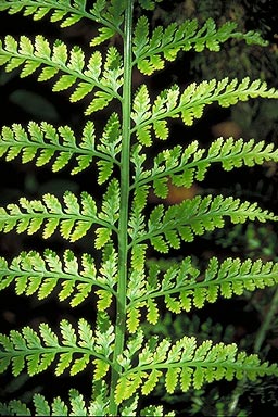 Fern Leaf photo