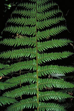 Fern Leaf photo