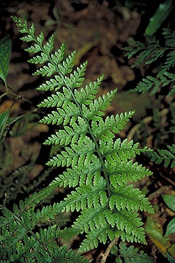 Fern Leaf photo