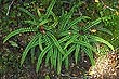 Fiordland Fern photo