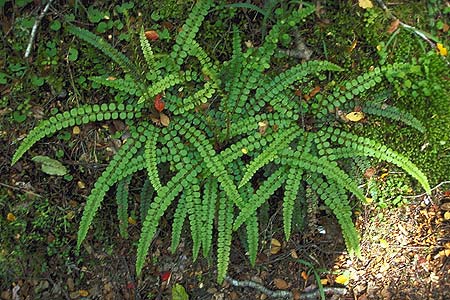 Ground Fern photo