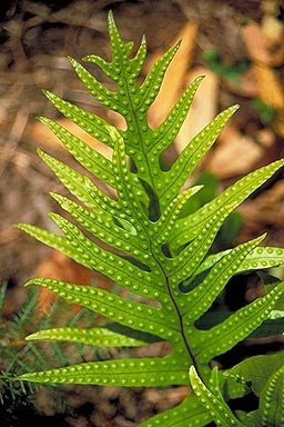 Hound's Tongue Fern photo