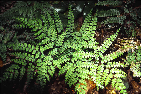 Ground Ferns photo