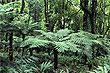 Tree Ferns photo