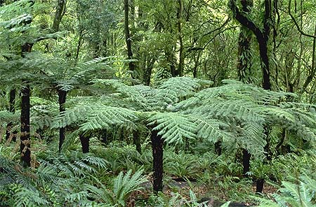 Tree Ferns photo