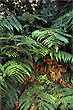 Fern leaves photo