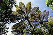 Black Tree Ferns photo